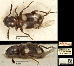 Anthicoclerus anthicoides•&copy; Ang Yuchen•CC BY 4.0