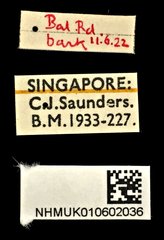 Anthicoclerus anthicoides•All Rights ReservedMuseum Label