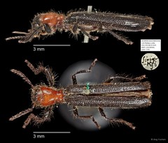 Cladiscus sp. "AYC 219"•&copy; Ang Yuchen•All Rights Reserved