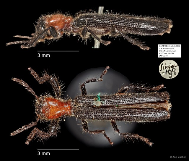 Cladiscus sp. "AYC 219"•&copy; Ang Yuchen•All Rights Reserved