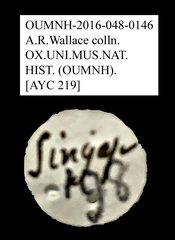 Cladiscus sp. "AYC 219"•All Rights ReservedMuseum Label