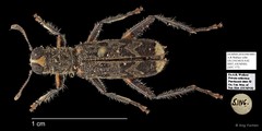 Omadius sp. "AYC 177"•&copy; Ang Yuchen•All Rights Reserved