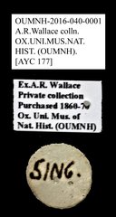 Omadius sp. "AYC 177"•All Rights ReservedMuseum Label