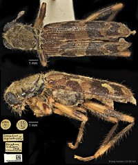Omadius indicus•&copy; Ang Yuchen•CC BY 4.0