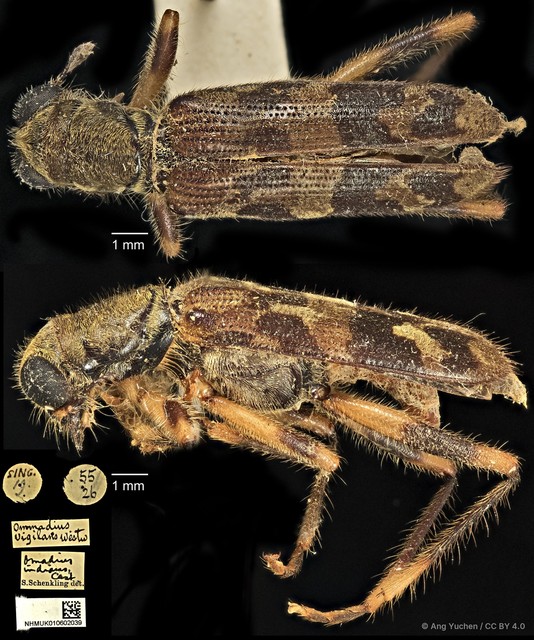 Omadius indicus•&copy; Ang Yuchen•CC BY 4.0