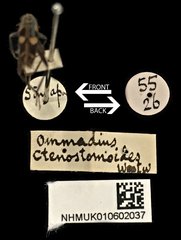 Omadius•All Rights ReservedMuseum Label