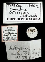 Omadius seticornis•All Rights ReservedMuseum Label
