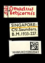 Omadius seticornis•All Rights ReservedMuseum Label