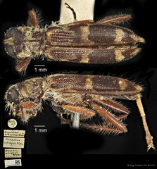 Omadius seticornis•&copy; Ang Yuchen•CC BY 4.0