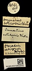 Omadius seticornis•All Rights ReservedMuseum Label