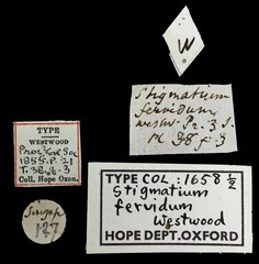 Stigmatium•All Rights ReservedMuseum Label