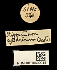 Stigmatium•All Rights ReservedMuseum Label