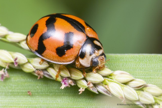 Cheilomenes sexmaculata•&copy; Marcus Ng Fu Chuan•CC BY-NC-ND 4.0