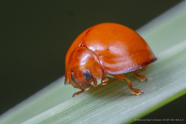 Chilocorus circumdatus•&copy; Marcus Ng Fu Chuan•CC BY-NC-ND 4.0