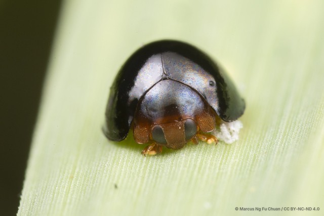 Chilocorus nigritus•&copy; Marcus Ng Fu Chuan•CC BY-NC-ND 4.0