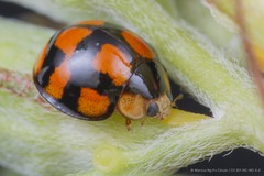Coelophora inaequalis•&copy; Marcus Ng Fu Chuan•CC BY-NC-ND 4.0