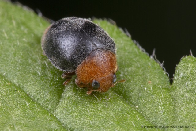Cryptolaemus montrouzieri•&copy; Marcus Ng Fu Chuan•CC BY-NC-ND 4.0