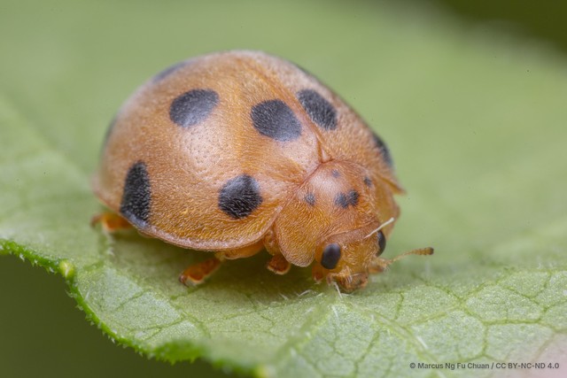 Henosepilachna vigintioctopunctata•&copy; Marcus Ng Fu Chuan•CC BY-NC-ND 4.0