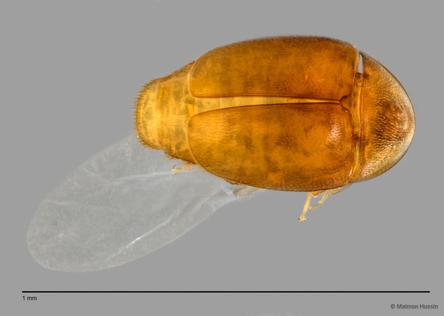 Corylophidae sp. "ZRCBDP0060053"•&copy; Maimon Hussin•All Rights Reserved