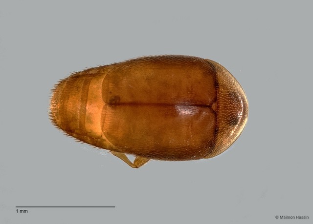 Corylophidae sp. "ZRCBDP0060061"•&copy; Maimon Hussin•All Rights Reserved
