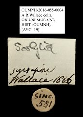 Scolytinae sp. "AYC 119"•All Rights ReservedMuseum Label
