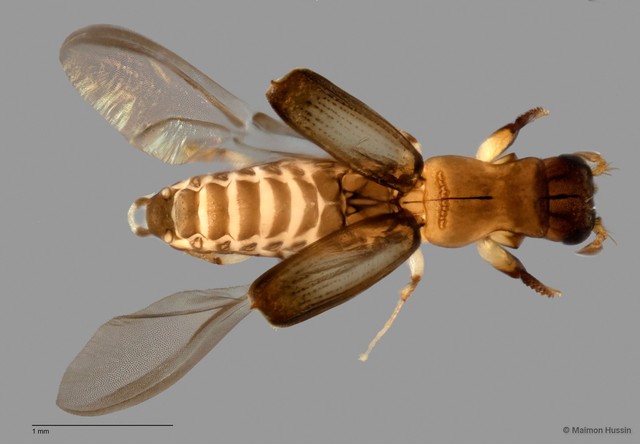 Platypodinae sp. "ZRCBDP0060576"•&copy; Maimon Hussin•All Rights Reserved