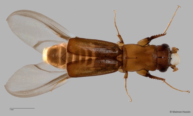 Platypodinae sp. "ZRCBDP006510"•&copy; Maimon Hussin•All Rights Reserved