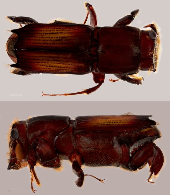 Platypodinae sp. "ZRCBDP0071901"•&copy; Tan Wee Chye•All Rights Reserved