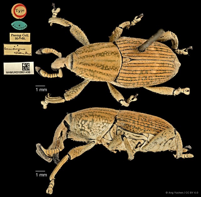 Cercidocerus effetus•&copy; Ang Yuchen•CC BY 4.0
