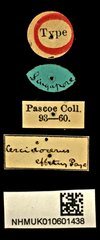 Cercidocerus effetus•All Rights ReservedMuseum Label