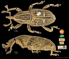 Cercidocerus indicator•&copy; Ang Yuchen•CC BY 4.0
