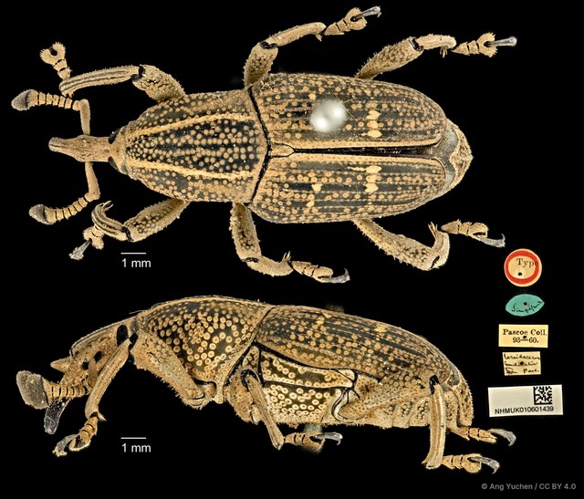 Cercidocerus indicator•&copy; Ang Yuchen•CC BY 4.0