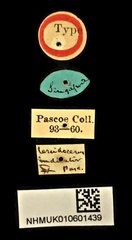 Cercidocerus indicator•All Rights ReservedMuseum Label