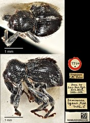 Demimaea bakeri•&copy; Ang Yuchen•CC BY 4.0