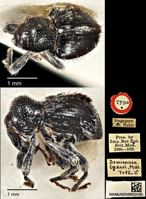 Demimaea bakeri•&copy; Ang Yuchen•CC BY 4.0