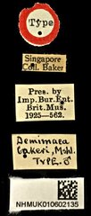 Demimaea bakeri•All Rights ReservedMuseum Label