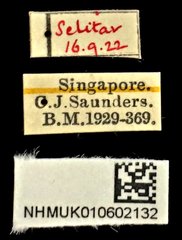 Dermatodes costatus•All Rights ReservedMuseum Label