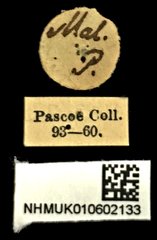 Dermatodes costatus•All Rights ReservedMuseum Label
