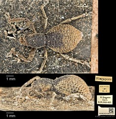 Geotragus inflatus•&copy; Ang Yuchen•CC BY 4.0