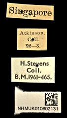 Geotragus inflatus•All Rights ReservedMuseum Label