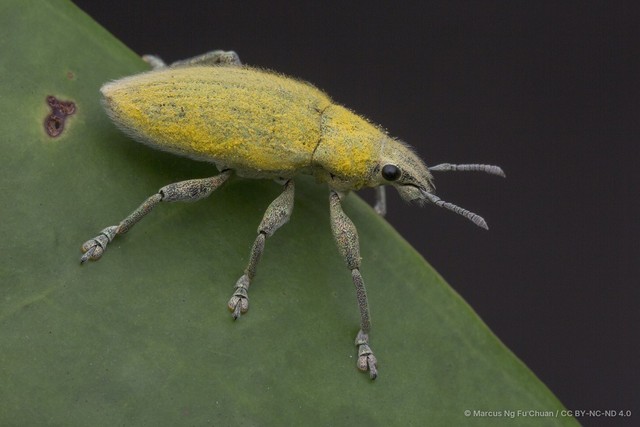 Hypomeces pulviger•&copy; Marcus Ng Fu Chuan•CC BY-NC-ND 4.0
