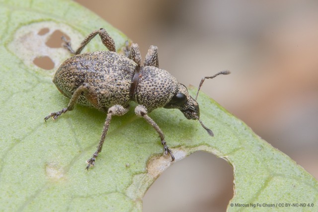 Metapocyrtus (Trachycyrtus) adspersus•&copy; Marcus Ng Fu Chuan•CC BY-NC-ND 4.0