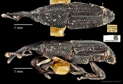 Microspathe fuliginosa•&copy; Ang Yuchen•CC BY 4.0