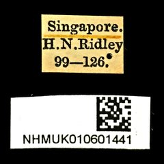Microspathe fuliginosa•All Rights ReservedMuseum Label