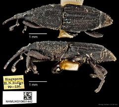 Microspathe fuliginosa•&copy; Ang Yuchen•CC BY 4.0