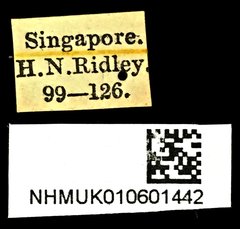 Microspathe fuliginosa•All Rights ReservedMuseum Label
