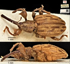 Ochyromera bryanti•&copy; Ang Yuchen•CC BY 4.0
