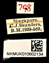 Ochyromera bryanti•All Rights ReservedMuseum Label