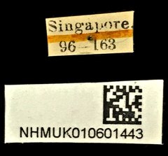 Prodioctes gemellus•All Rights ReservedMuseum Label
