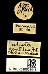 Prodioctes gemellus•All Rights ReservedMuseum Label